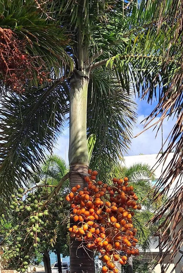 דירה סן חואן Cozybeach Large 1Bdrapt 50 Steps From Atlantic Ocean Private Street Between Ocean Park & Isla Verde 5 Mins From Airport פוארטו ריקו